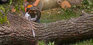 Best Fruit Tree Pruning  in Hudson, WI