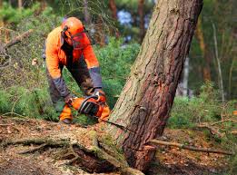 Best Tree Maintenance Programs  in Hudson, WI