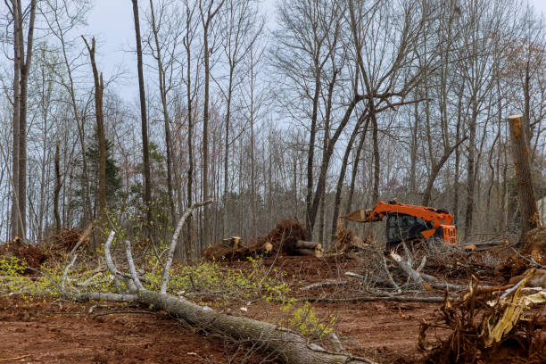 Professional Tree Care in Hudson, WI